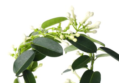 Beyaz tomurcukları olan güzel yasemin bitkisi.