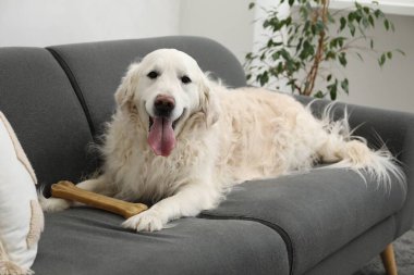 Evdeki kanepede kemikleri çiğnenmiş şirin bir köpek.