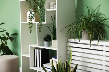 Ev bitkileri ve açık yeşil duvarın yanında farklı dekorasyon ürünleri olan raf ünitesi.