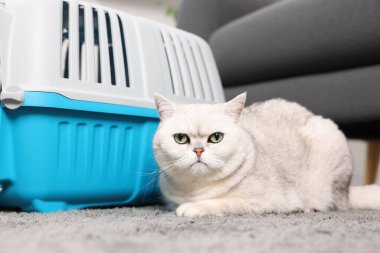 Şirin kedi ve evcil hayvan taşıyıcısı.