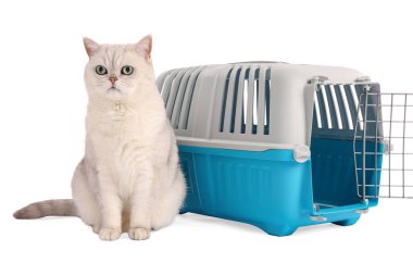 Sevimli kedi ve evcil hayvan taşıyıcısı beyaz üzerinde izole edilmiş.