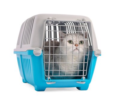 Evcil hayvan taşıyıcısındaki şirin kedi beyazda izole edilmiş.