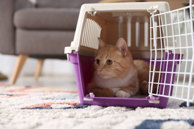 Evdeki evcil hayvan taşıyıcısında şirin bir kedi. Metin için boşluk