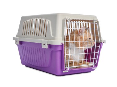 Kapalı evcil hayvan taşıyıcısındaki şirin kedi beyazda izole edilmiş.