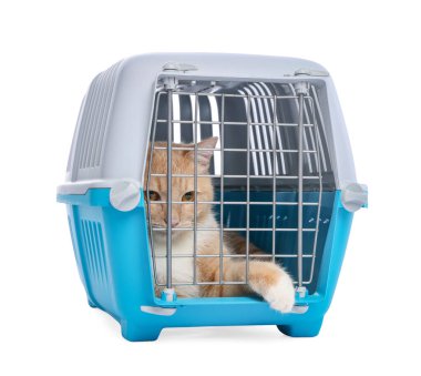 Kapalı evcil hayvan taşıyıcısındaki şirin kedi beyazda izole edilmiş.
