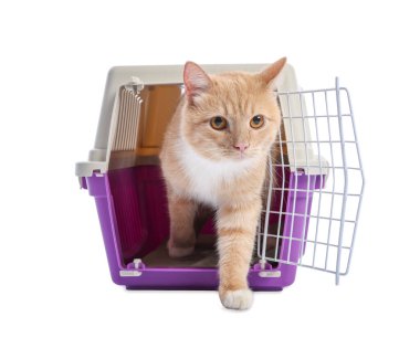 Açık evcil hayvan taşıyıcısındaki şirin kedi beyazda izole edilmiş.