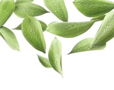 Beyaz zemin üzerinde su damlaları uçuşan taze yeşil yapraklar