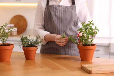 Mutfakta taze naneli şeker kesen bir kadın, yakın plan. Aromatik bitkiler