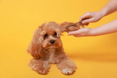 Turuncu arka planda köpeğin saçını tarayan kadın, yakın plan. Hayvan bakımı.