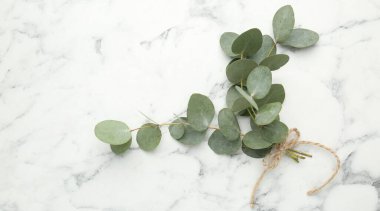 Beyaz mermer zemin üzerinde güzel okaliptüs dalları, üst manzara. Metin için boşluk