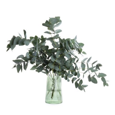 Beyaz vazodaki güzel okaliptüs dalları