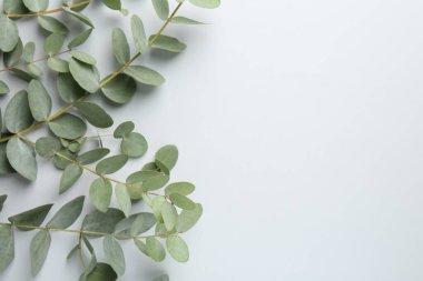 Beyaz arka planda güzel okaliptüs dalları, üst manzara. Metin için boşluk