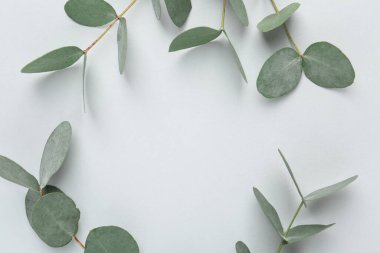 Beyaz arka planda güzel okaliptüs dalları, düz bir zemin. Metin için boşluk