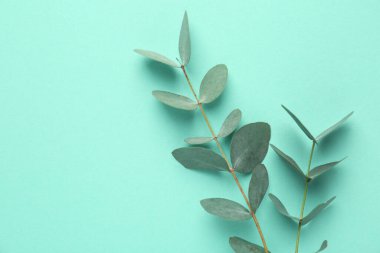 Turkuaz arka planda güzel okaliptüs dalları, üst manzara. Metin için boşluk