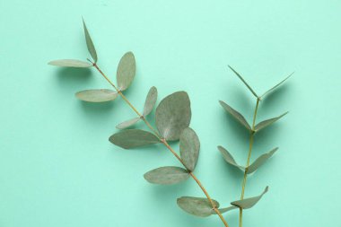 Turkuaz arka planda güzel okaliptüs dalları, üst manzara