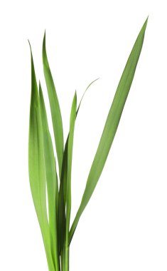 Beyaz çimenlerin üzerinde yeşil yapraklar