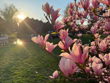 Açık havada güzel pembe çiçekleri olan manolya ağacı, yakın plan. Metin için boşluk