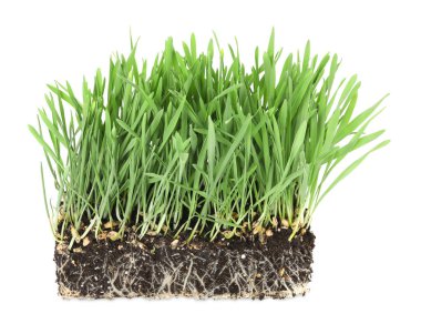 Toprakta kökleri olan yeşil çimenler beyazda izole edilmiş