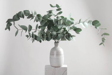 Yeşil okaliptüs, ışık arka planına karşı taşın üzerine vazoda dallanır