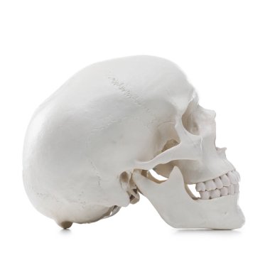 Beyazda izole edilmiş yapay insan kafatası modeli