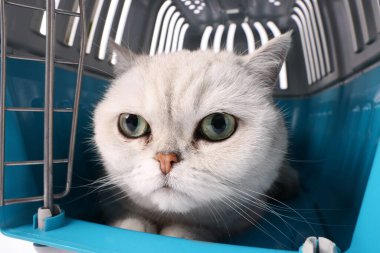 Evcil hayvan taşıyıcısındaki sevimli kedi, yakın plan. Sevimli hayvan.