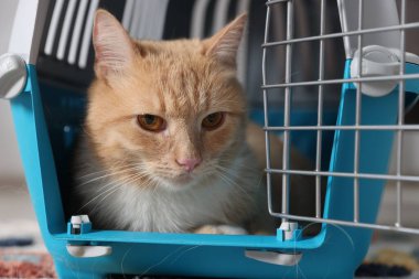 Sevimli kedi açık hayvan taşıyıcıda, yakın plan.