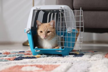 Evdeki evcil hayvan taşıyıcısının içinde sevimli bir kedi.