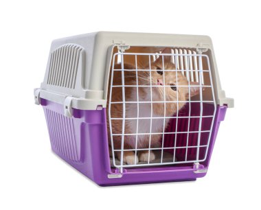 Kapalı evcil hayvan taşıyıcısındaki şirin kedi beyazda izole edilmiş.