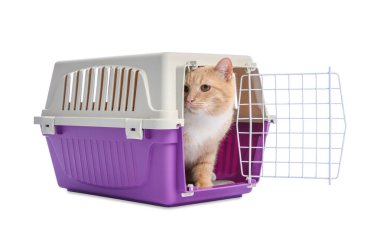 Açık evcil hayvan taşıyıcısındaki şirin kedi beyazda izole edilmiş.