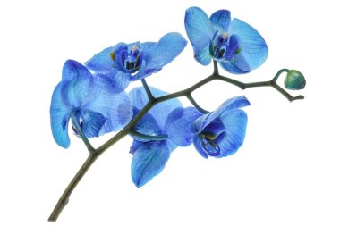 Güzel mavi orkide çiçekleri beyaza izole edilmiş.