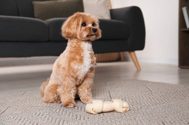 Evde yerde kemikleri çiğnenmiş şirin bir köpek, mesaj için yer var.