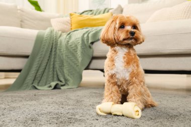 Evde halıda kemikleri çiğnenmiş şirin bir köpek, mesaj için de yer var.