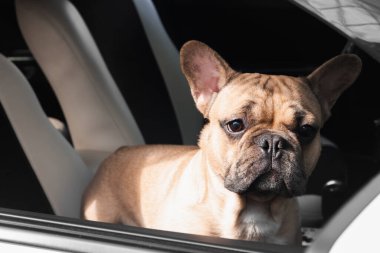 Arabadaki sevimli Fransız bulldog 'u, dışarıdan görünüyor.