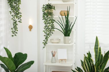 Farklı ev bitkileri ve dekorları olan raf ünitesi.