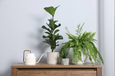 Çiçekler ve sulama kabinesi ışık duvarının yanında.