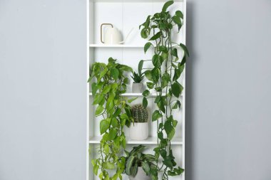 Ev bitkileri ve su bidonu olan raf ünitesi gri duvarın yanında.