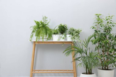 Yeşil saksı bitkileri ve açık gri duvarın yanındaki depolama tezgahı.