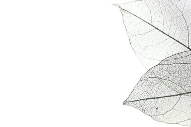 Işık arka planında güzel iskelet yaprakları, makro manzara. Metin için boşluk