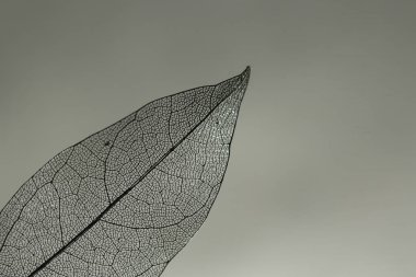 Gri gradyan arka planda güzel bir iskelet yaprağı, makro manzara. Metin için boşluk