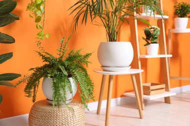 Turuncu duvarın yanında farklı güzel bitkiler var.