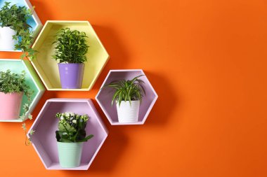 Turuncu duvarda çiçekleri olan renkli bal peteği şekilli raflar, yakın plan. Metin için boşluk