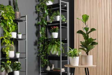 Gri duvarın yanındaki raf ünitesinde bir sürü güzel ev bitkisi var.