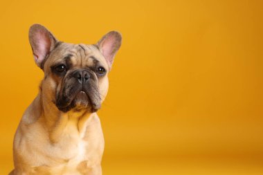 Sarı arka planda sevimli Fransız bulldog köpeği. Metin için boşluk