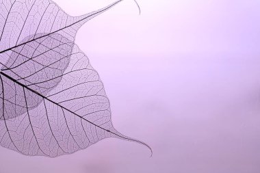 Menekşe arka planda güzel iskelet yaprakları, makro manzara. Metin için boşluk