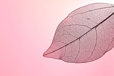 Pembe arka planda güzel iskelet yaprağı, makro manzara. Metin için boşluk