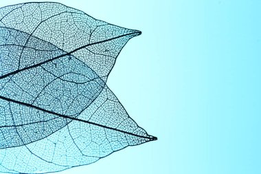 Açık mavi arka planda güzel iskelet yaprakları, makro manzara. Metin için boşluk