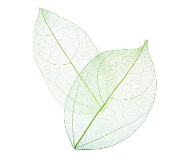 Güzel iskeletleşmiş yapraklar beyaz, üst manzara