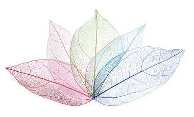 Güzel iskeletleşmiş yapraklar beyaz, üst manzara