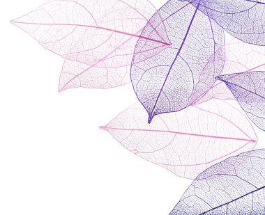 Güzel iskeletleşmiş yapraklar beyaz, üst manzara