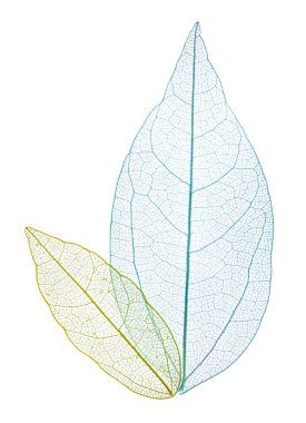 Güzel iskeletleşmiş yapraklar beyaz, üst manzara